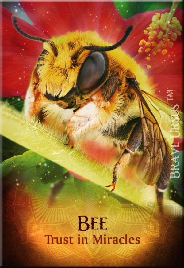 Bee Magnet 2x3 643x940