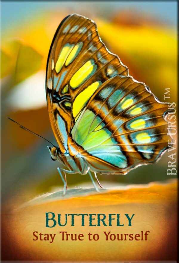 Butterfly Magnet 2x3 643x940