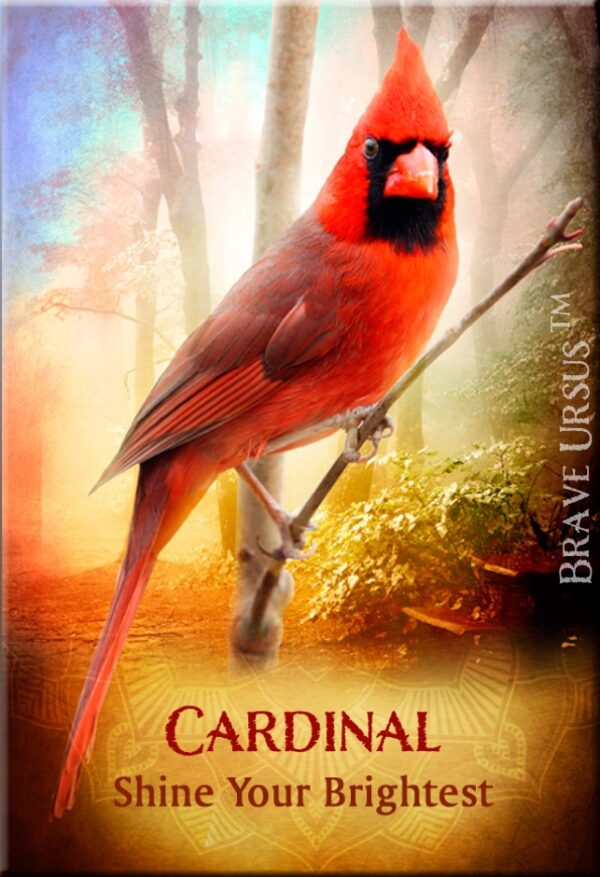 Cardinal Magnet 2x3 643x940