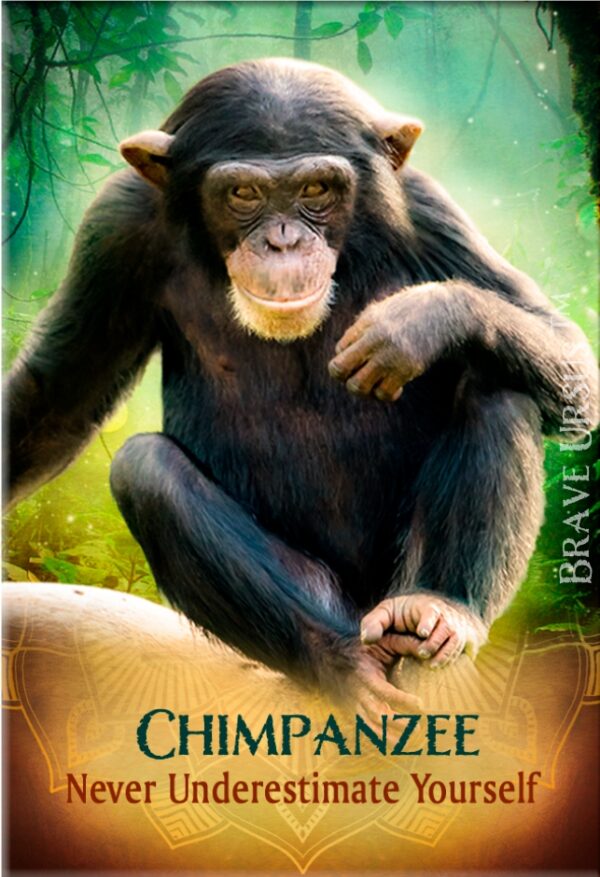 Chimpanzee Magnet 2x3 643x940