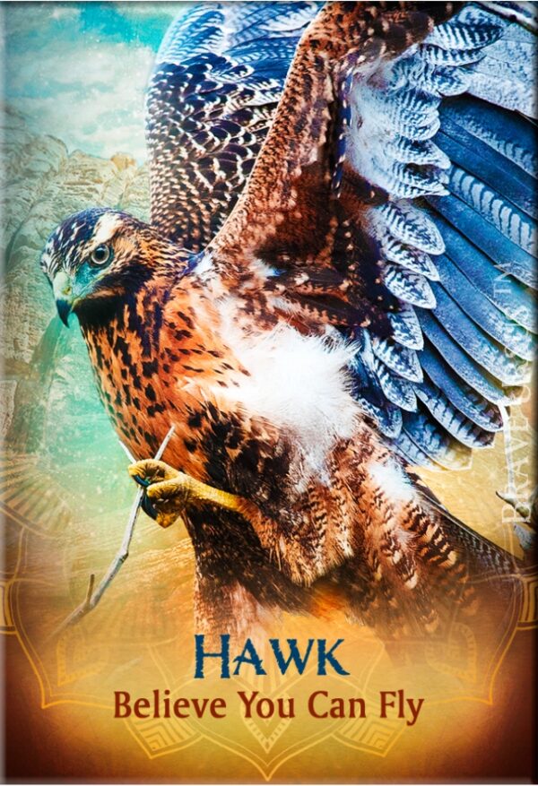 Hawk Magnet 2x3 643x940