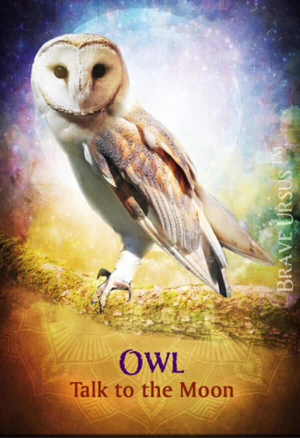 Owl Magnet 643x940