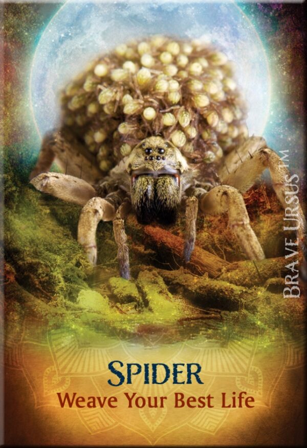 Spider Magnet 643x940