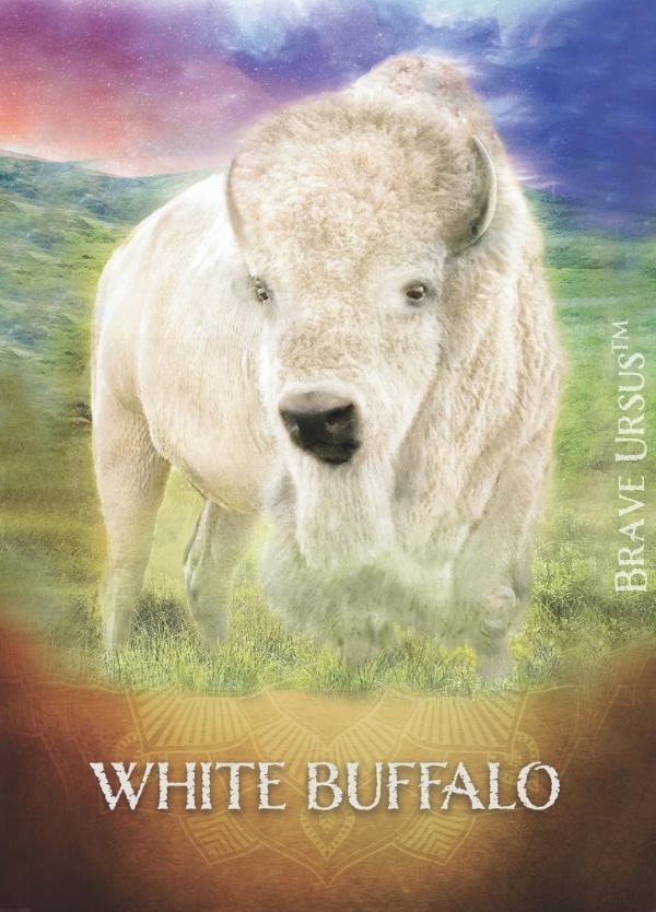 White Buffalo Prayer & Altar Card 600x834